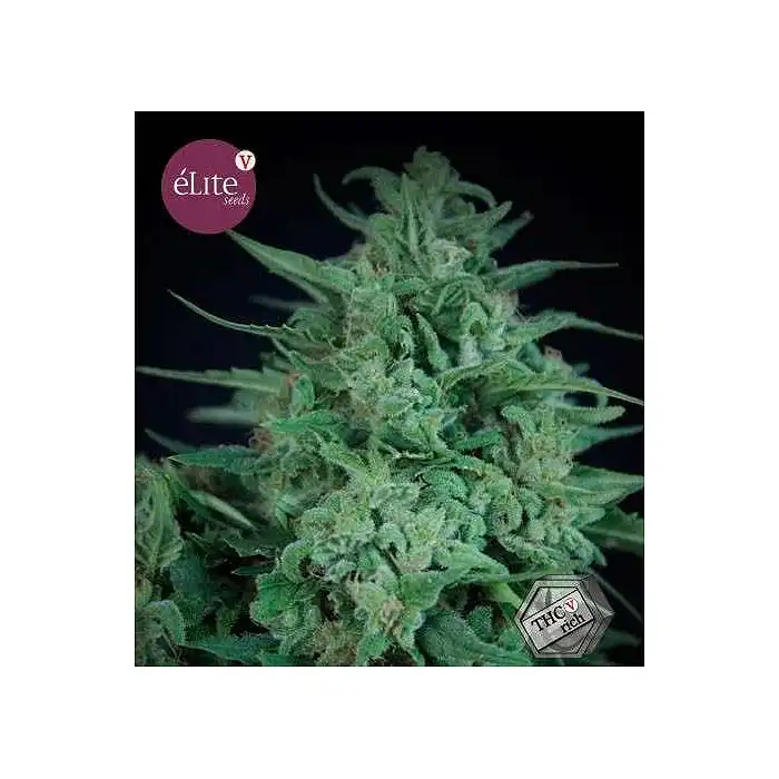 Novarine - Elite Seeds