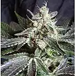 Black Jack F1 Fast Version - Sweet Seeds Black Jack F1 Fast Version - Sweet Seeds