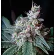 Cream Caramel Fast Version - Sweet Seeds