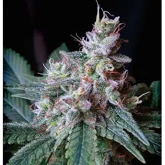 Cream Caramel Fast Version - Sweet Seeds