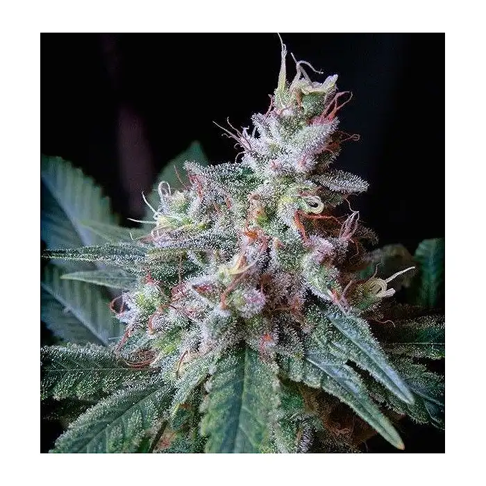 Cream Caramel Fast Version - Sweet Seeds