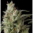 Auto Super OG Kusk - Pyramid Seeds