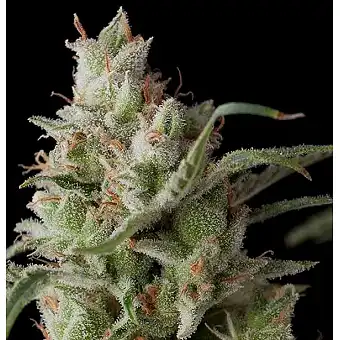Auto Super OG Kusk - Pyramid Seeds