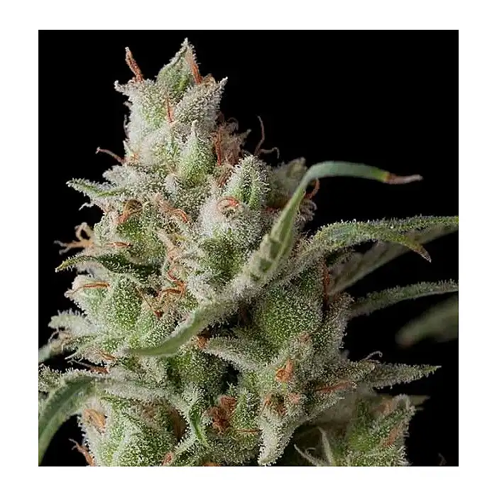 Auto Super OG Kusk - Pyramid Seeds