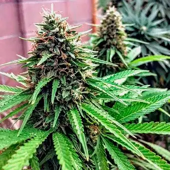 Over Dawg Medical Seeds