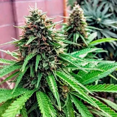 Over Dawg Medical Seeds