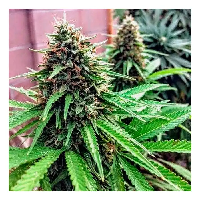 Over Dawg Medical Seeds