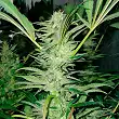No Name Auto Medical Seeds