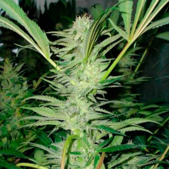 No Name Auto
