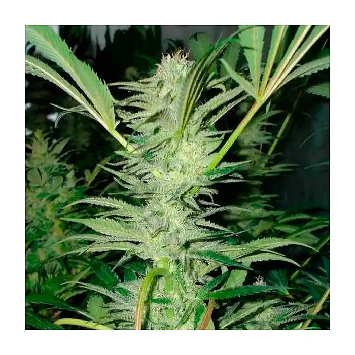 No Name Auto Medical Seeds