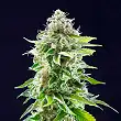 Cookies Haze - Kannabia
