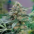 Og Kush Cbd - Medical Seeds