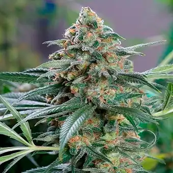 Og Kush Cbd - Medical Seeds