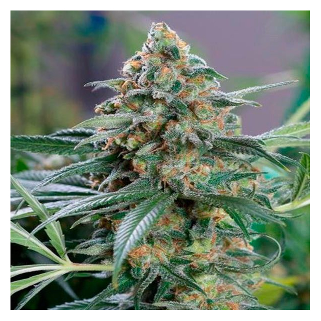 Og Kush Cbd - Medical Seeds