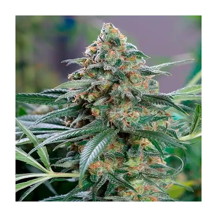 Og Kush Cbd - Medical Seeds