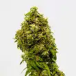 Swiss Dream Cbd - Kannabia