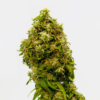 Swiss Dream Cbd - Kannabia