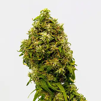 Swiss Dream Cbd - Kannabia