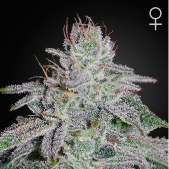 Franco's Lemon Cheese
