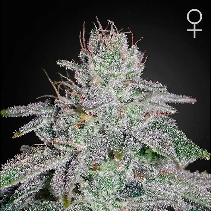 Franco's Lemon Cheese - Green House