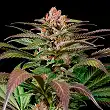 Purps 1 - Dinafem Seeds Purps 1 - Dinafem Seeds