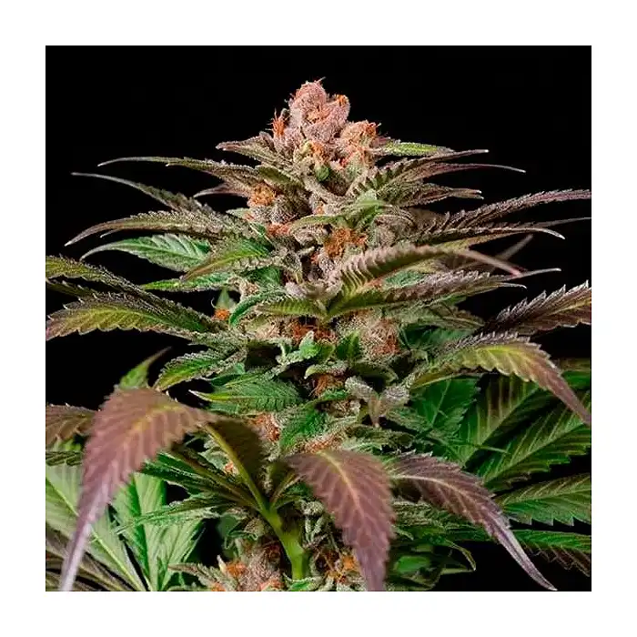 Purps 1 - Dinafem Seeds