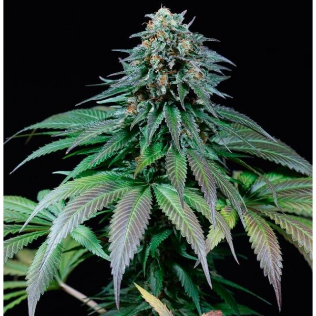 Purple Moby Dick, its exquisite fruity flavor and the power that characterizes this plant