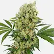 Medikit Cbd - Buddha Seeds