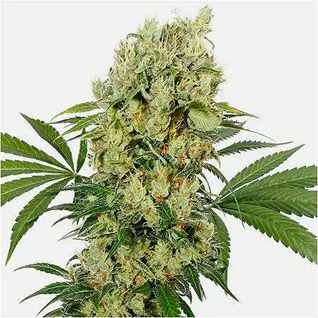 Medikit Cbd - Buddha Seeds