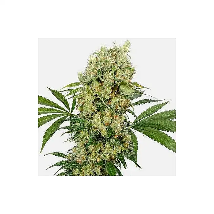 Medikit Cbd - Buddha Seeds