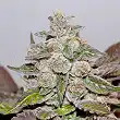 Bluehell Auto - Medical Seeds