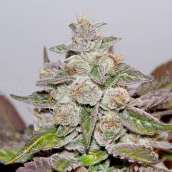 Bluehell Auto - Medical Seeds