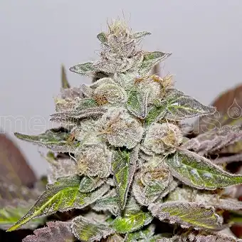Bluehell Auto - Medical Seeds