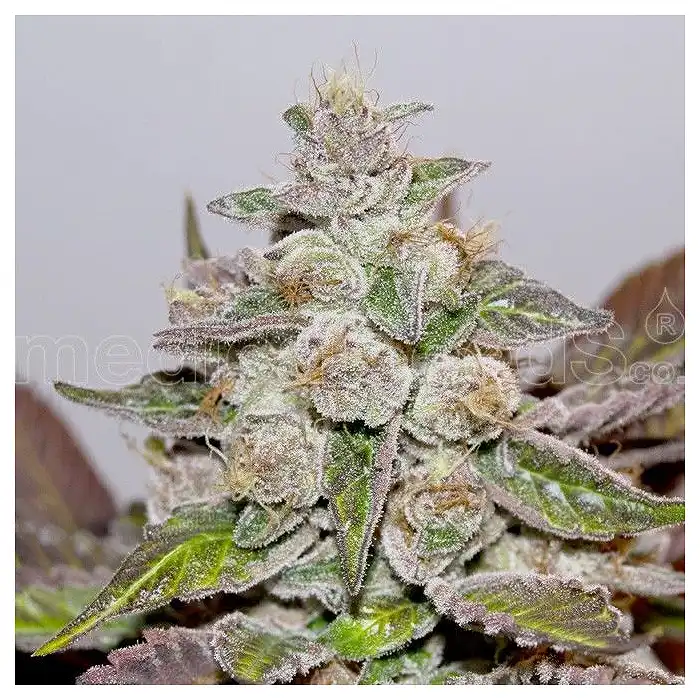 Bluehell Auto - Medical Seeds