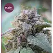 Blue Elite Indica - Elite Seeds Blue Elite Indica - Elite Seeds