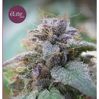 BLUE ELITE INDICA ELITE SEEDS