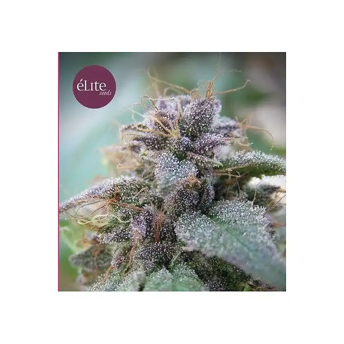 BLUE ELITE INDICA ELITE SEEDS