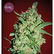 Banana Joint - Elite Seeds