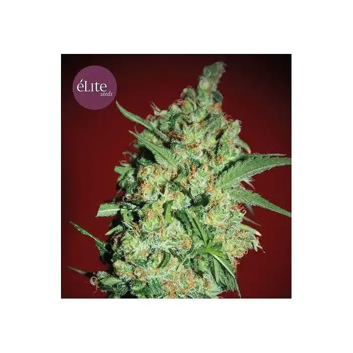 Banana Joint - Elite Seeds