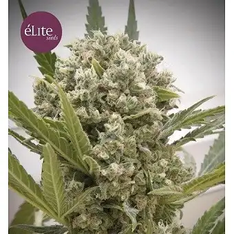 La Katana - Elite Seeds