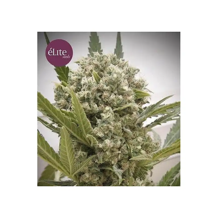 La Katana - Elite Seeds