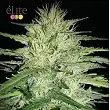 Juanita “La Lagrimosa” - Elite Seeds Juanita “La Lagrimosa” - Elite Seeds