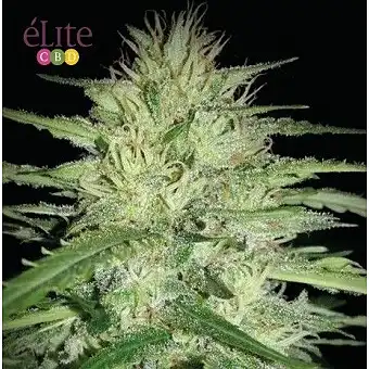 Juanita “La Lagrimosa” - Elite Seeds