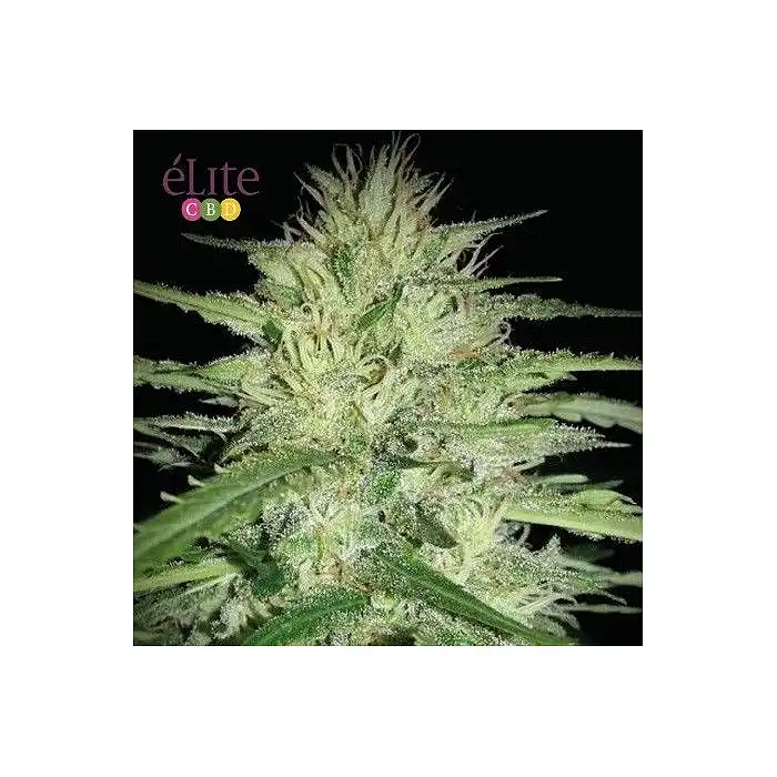 Juanita “La Lagrimosa” - Elite Seeds