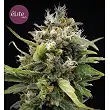 La Rica - Elite Seeds