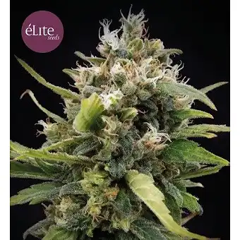 La Rica - Elite Seeds