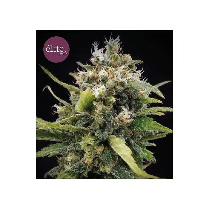 La Rica - Elite Seeds