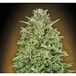 00 Skunk - 00 Seeds