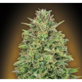 00 Skunk - 00 Seeds