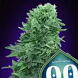 Auto Afghan Mass XXL - 00 Seeds